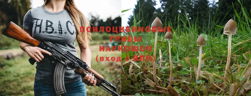 магазин продажи наркотиков  Лыткарино  kraken маркетплейс  Псилоцибиновые грибы MAGIC MUSHROOMS 